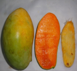 Bari Mango-11