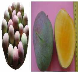 Bari Mango-7