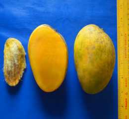Bari Mango II (metonymy or laksanabhoga)