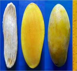 Fazli Mango