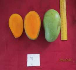 Fazlu Bari Mango 3 Amrapali