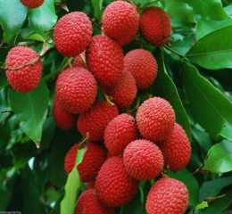 Fruits 2