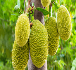 Fruits 3