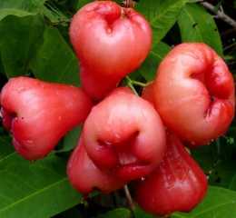 Fruits 4