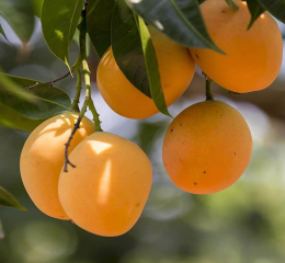 Fruits 6