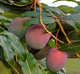 Fruits 8