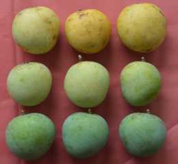 Langra Mango